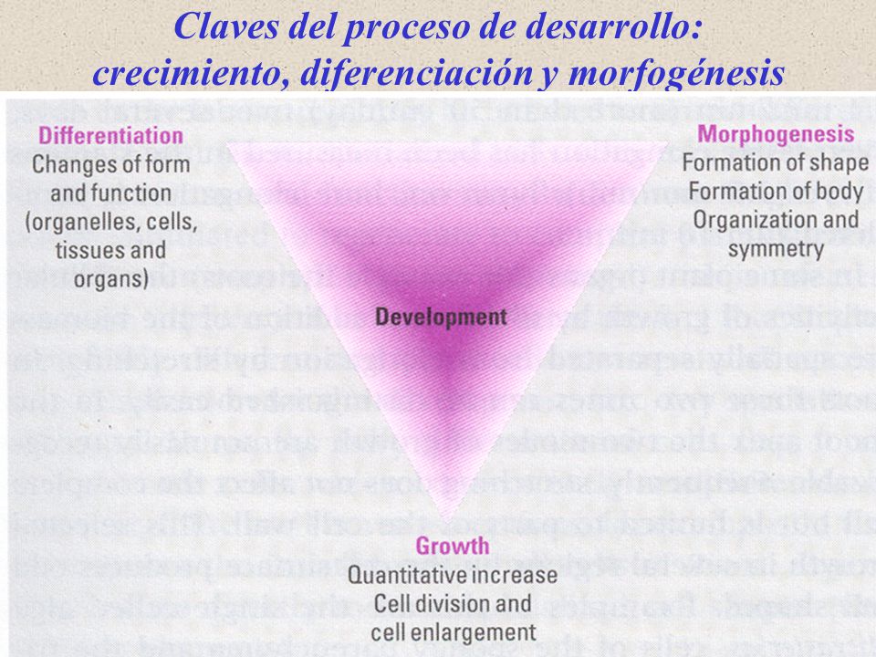Claves del proceso de desarrollo: crecimiento, diferenciación y morfogénesis