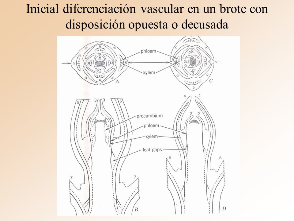 Inicial diferenciación vascular en un brote con disposición opuesta o decusada