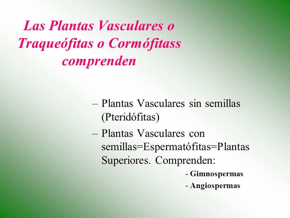 Las Plantas Vasculares o Traqueófitas o Cormófitass comprenden