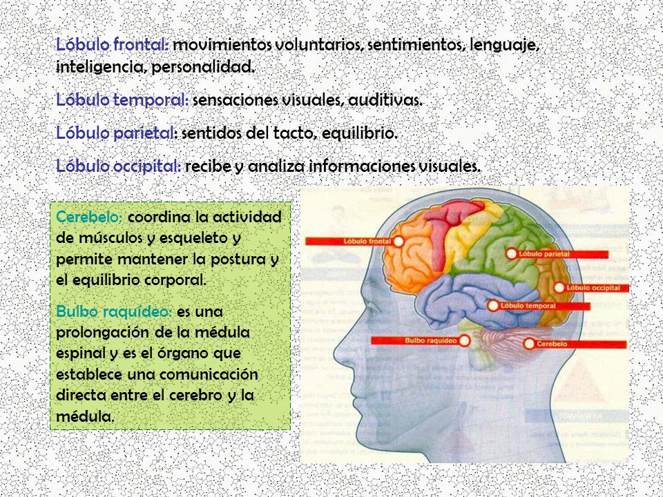 Lóbulo temporal: sensaciones visuales, auditivas.
