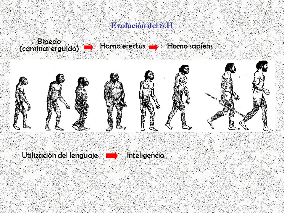Evolución del S.H Bípedo. (caminar erguido) Homo erectus. Homo sapiens. Utilización del lenguaje.