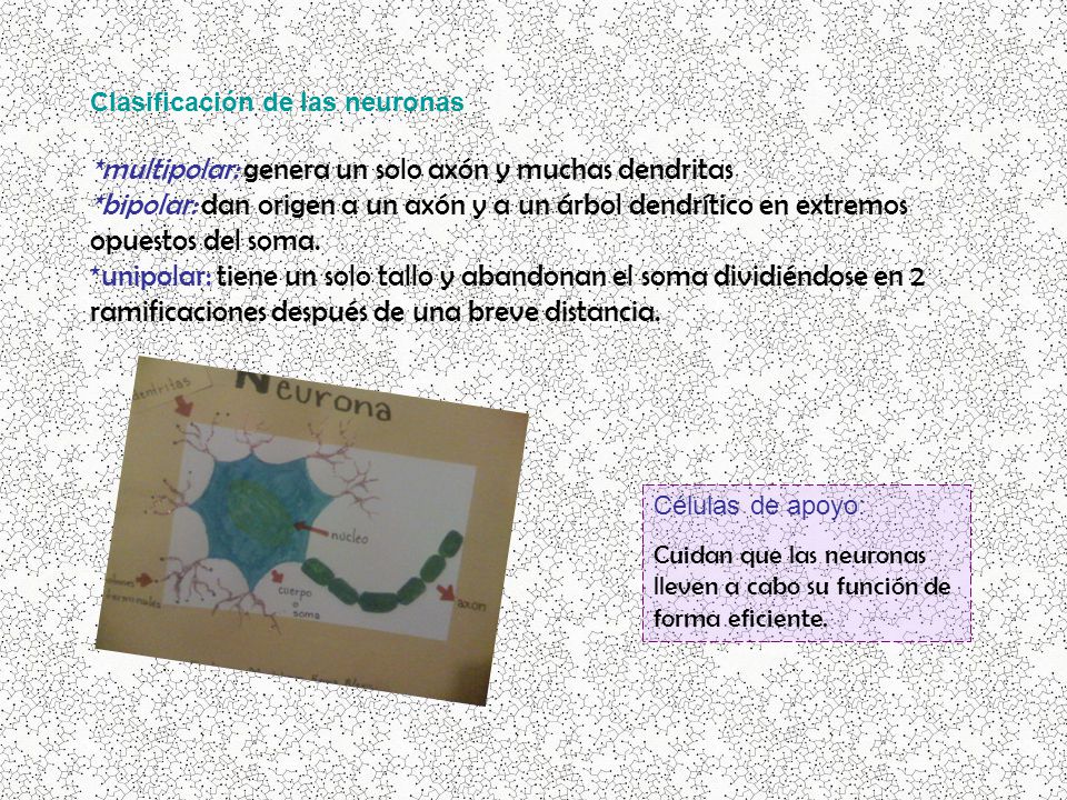*multipolar: genera un solo axón y muchas dendritas