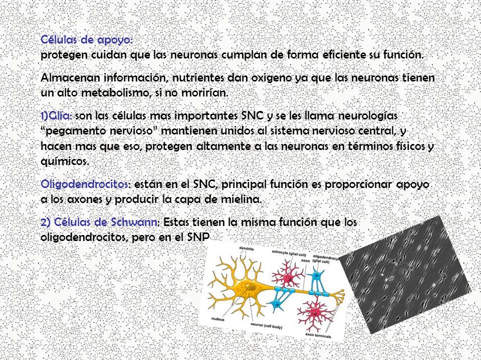 Células de apoyo: protegen cuidan que las neuronas cumplan de forma eficiente su función.