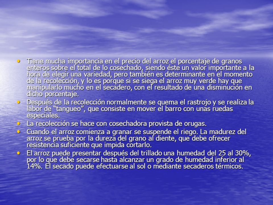 Tiene mucha importancia en el precio del arroz el porcentaje de granos enteros sobre el total de lo cosechado, siendo éste un valor importante a la hora de elegir una variedad, pero también es determinante en el momento de la recolección, y lo es porque si se siega el arroz muy verde hay que manipularlo mucho en el secadero, con el resultado de una disminución en dicho porcentaje.