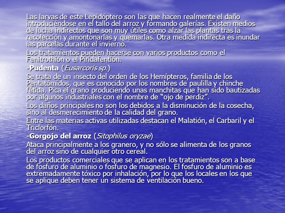 Las larvas de este Lepidóptero son las que hacen realmente el daño introduciéndose en el tallo del arroz y formando galerías. Existen medios de lucha indirectos que son muy útiles como alzar las plantas tras la recolección y amontonarlas y quemarlas. Otra medida indirecta es inundar las parcelas durante el invierno.