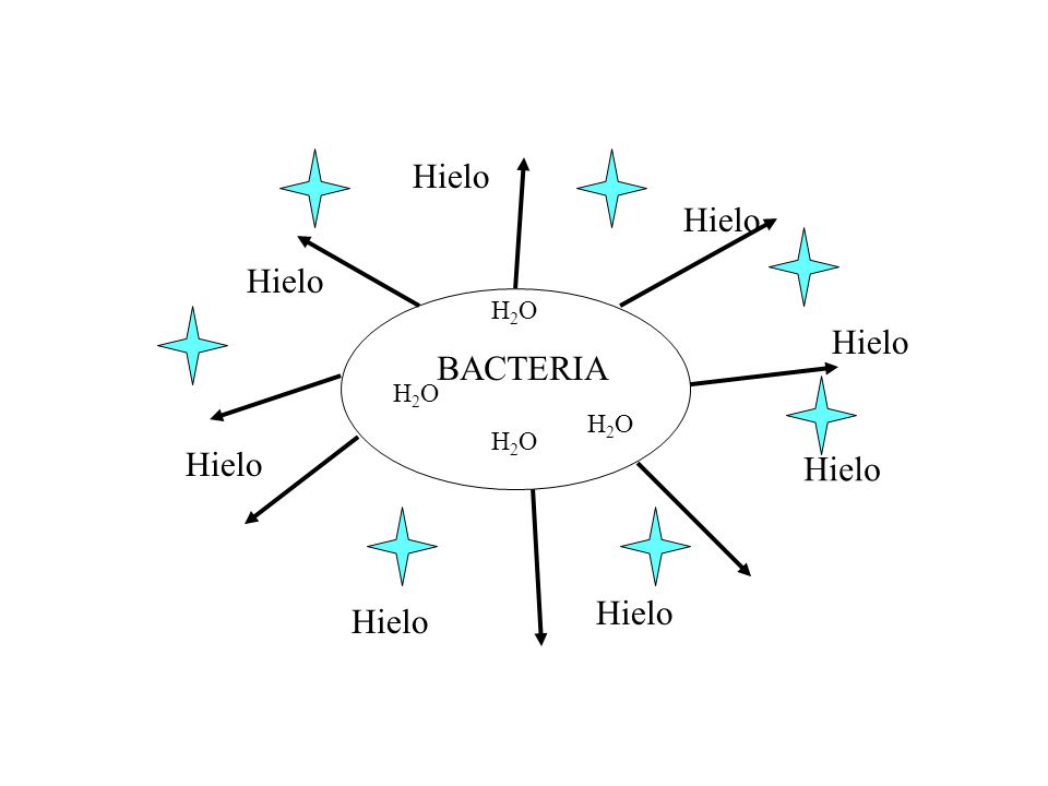 Hielo Hielo Hielo Hielo BACTERIA Hielo Hielo Hielo Hielo H2O H2O H2O