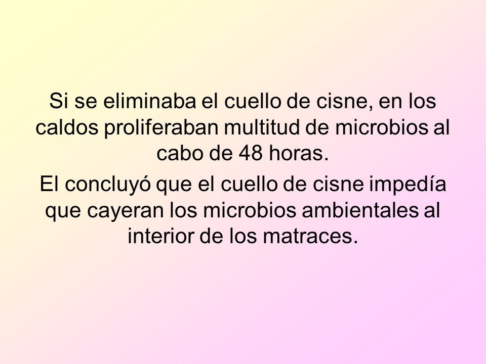 Si se eliminaba el cuello de cisne, en los caldos proliferaban multitud de microbios al cabo de 48 horas.