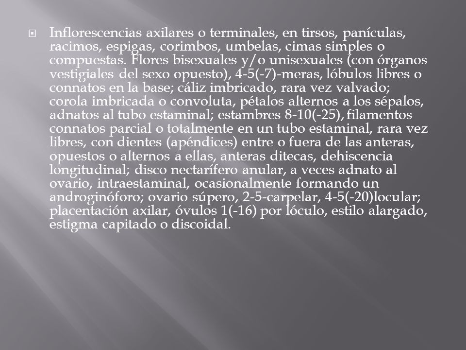 Inflorescencias axilares o terminales, en tirsos, panículas, racimos, espigas, corimbos, umbelas, cimas simples o compuestas.