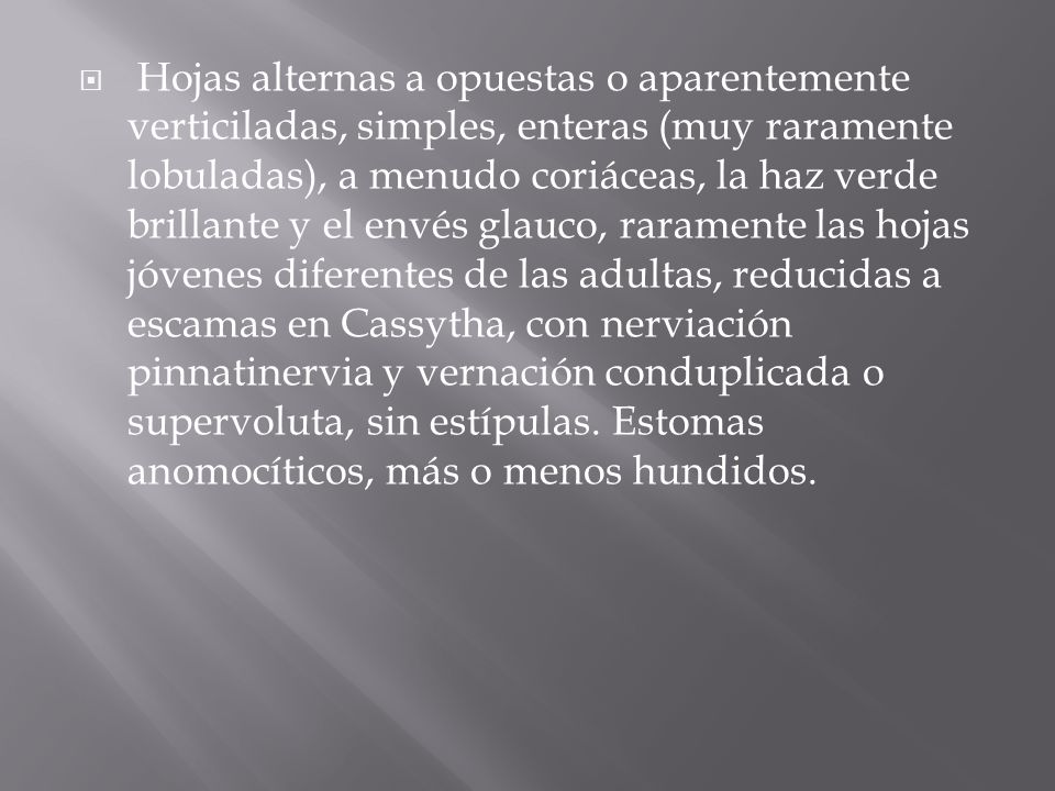 Hojas alternas a opuestas o aparentemente verticiladas, simples, enteras (muy raramente lobuladas), a menudo coriáceas, la haz verde brillante y el envés glauco, raramente las hojas jóvenes diferentes de las adultas, reducidas a escamas en Cassytha, con nerviación pinnatinervia y vernación conduplicada o supervoluta, sin estípulas.