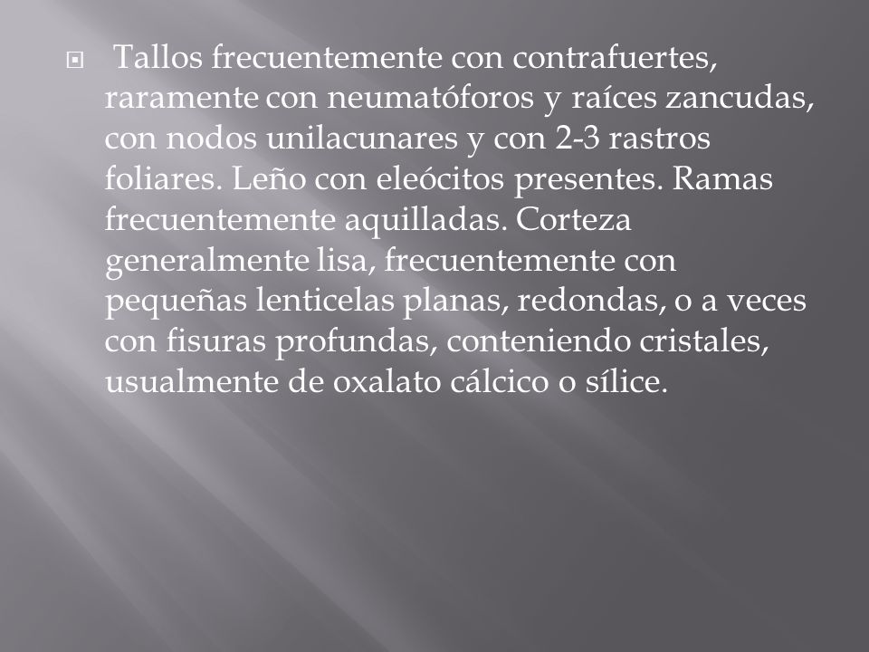Tallos frecuentemente con contrafuertes, raramente con neumatóforos y raíces zancudas, con nodos unilacunares y con 2-3 rastros foliares.