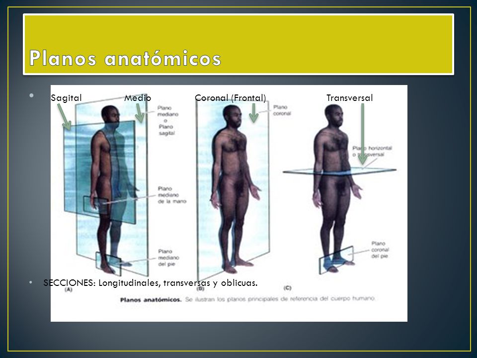 Planos anatómicos Sagital Medio Coronal (Frontal) Transversal