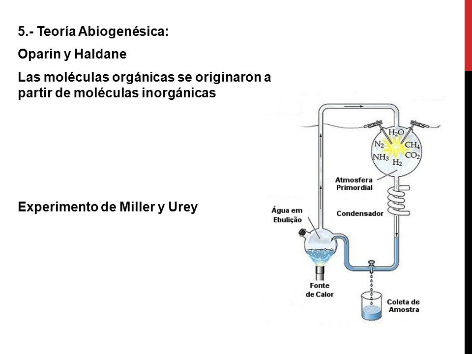5.- Teoría Abiogenésica: Oparin y Haldane Las moléculas orgánicas se originaron a partir de moléculas inorgánicas Experimento de Miller y Urey