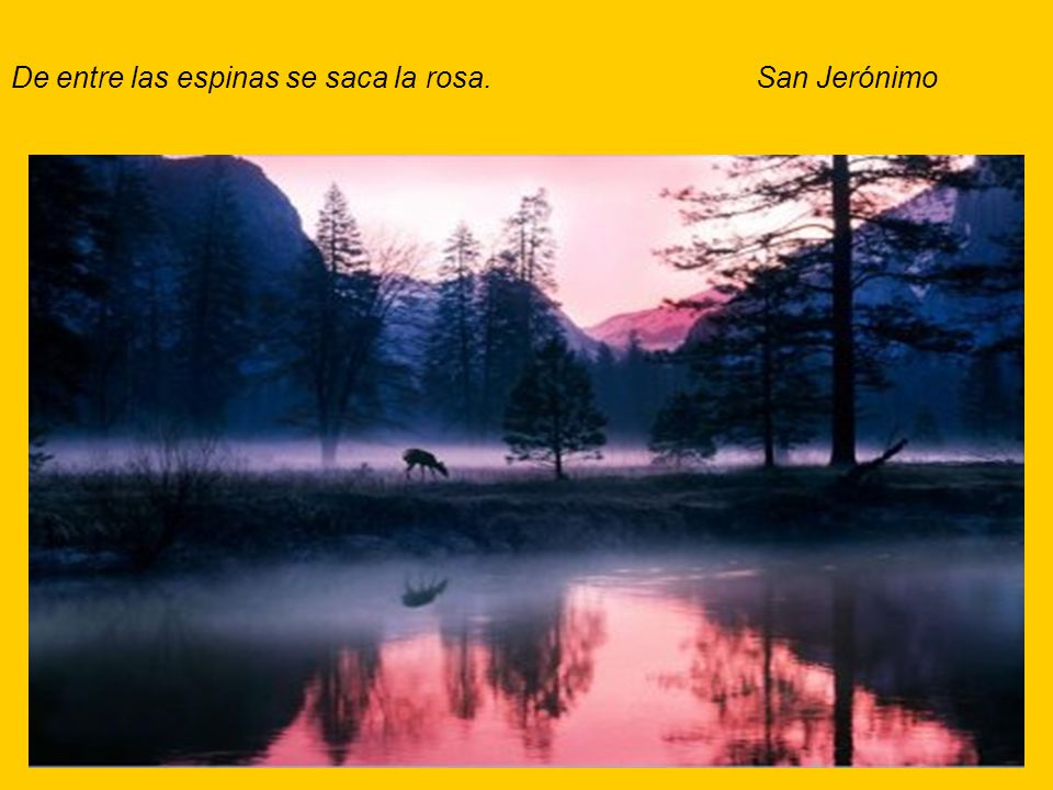 De entre las espinas se saca la rosa. San Jerónimo