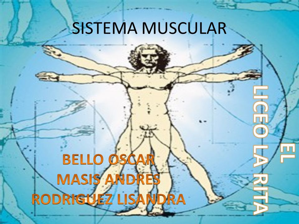 LICEO LA RITA EL SISTEMA MUSCULAR BELLO OSCAR MASIS ANDRES