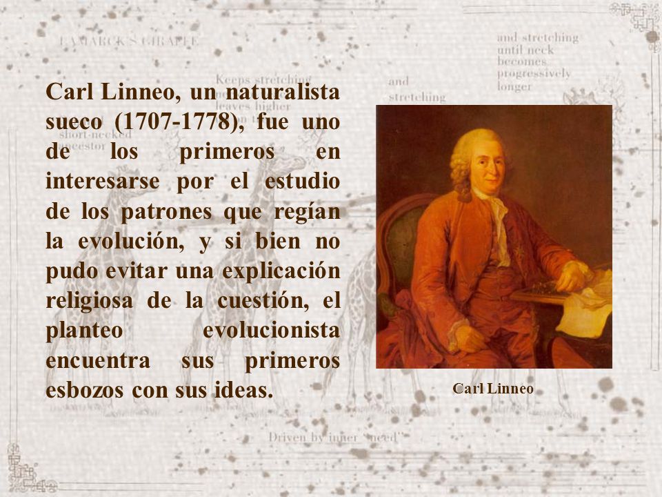 Carl Linneo, un naturalista sueco ( ), fue uno de los primeros en interesarse por el estudio de los patrones que regían la evolución, y si bien no pudo evitar una explicación religiosa de la cuestión, el planteo evolucionista encuentra sus primeros esbozos con sus ideas.