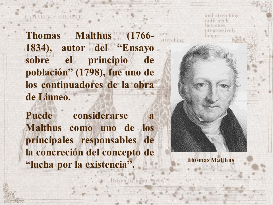 Thomas Malthus ( ), autor del Ensayo sobre el principio de población (1798), fue uno de los continuadores de la obra de Linneo.