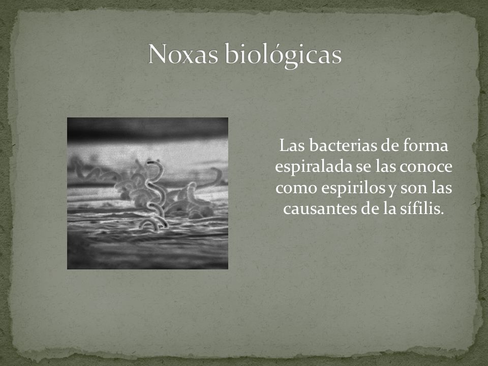 Noxas biológicas Las bacterias de forma espiralada se las conoce como espirilos y son las causantes de la sífilis.