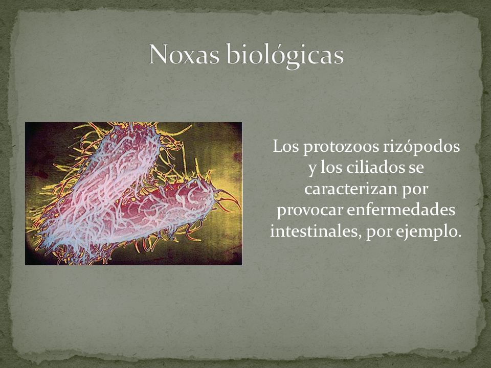 Noxas biológicas Los protozoos rizópodos y los ciliados se caracterizan por provocar enfermedades intestinales, por ejemplo.