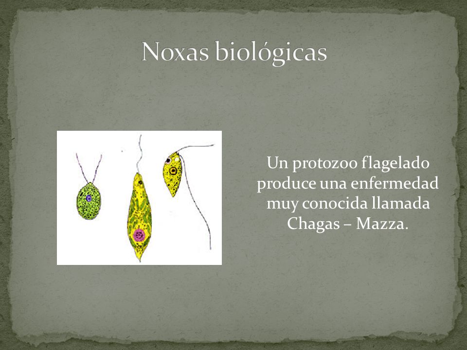Noxas biológicas Un protozoo flagelado produce una enfermedad muy conocida llamada Chagas – Mazza.