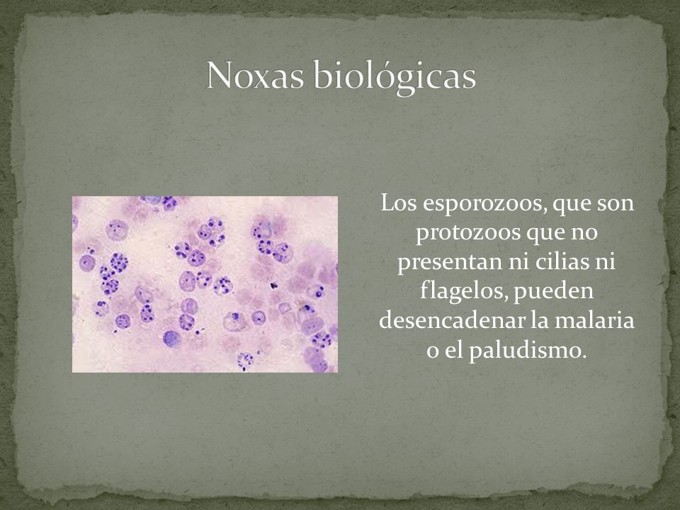 Noxas biológicas Los esporozoos, que son protozoos que no presentan ni cilias ni flagelos, pueden desencadenar la malaria o el paludismo.