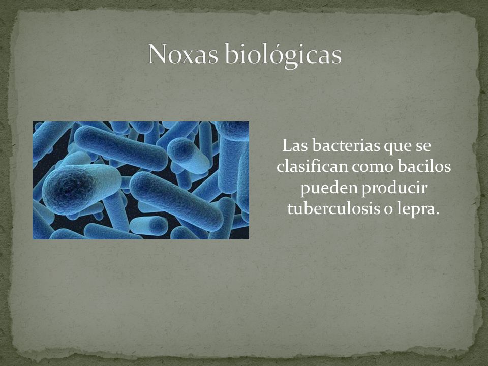 Noxas biológicas Las bacterias que se clasifican como bacilos pueden producir tuberculosis o lepra.