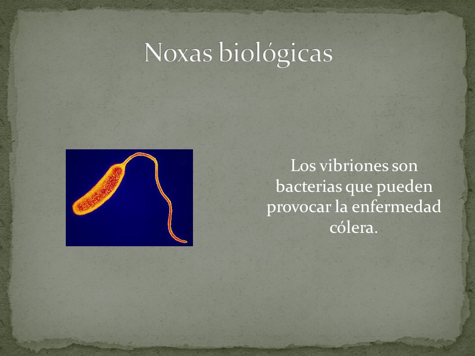 Los vibriones son bacterias que pueden provocar la enfermedad cólera.