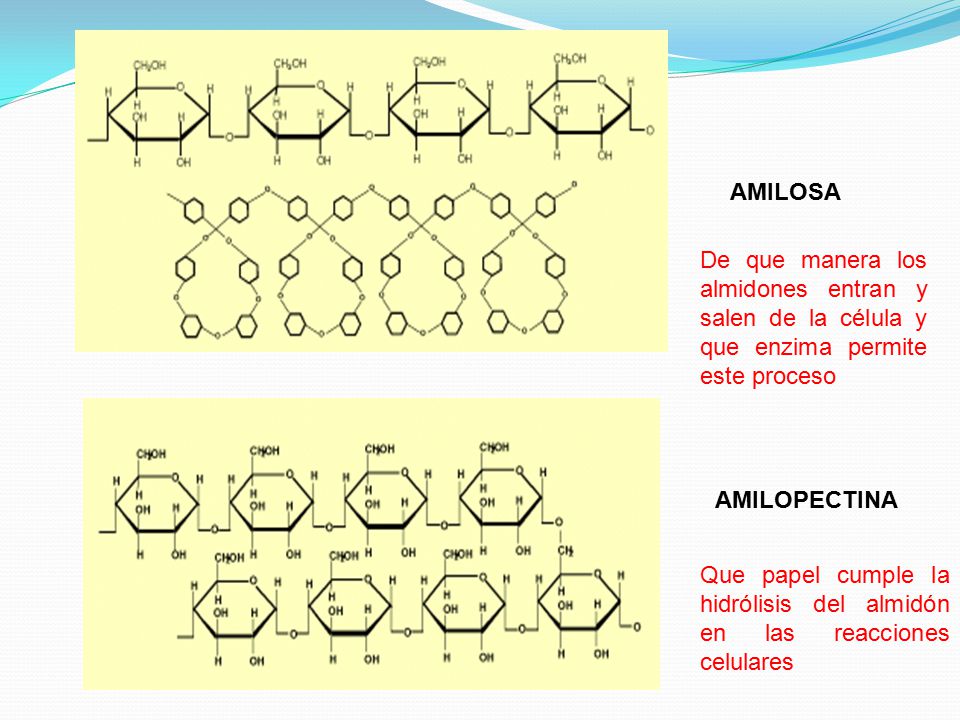 AMILOSA De que manera los almidones entran y salen de la célula y que enzima permite este proceso. AMILOPECTINA.