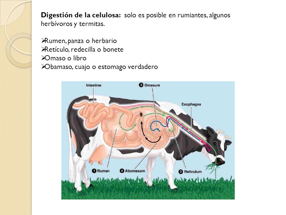 Digestión de la celulosa: solo es posible en rumiantes, algunos herbívoros y termitas.