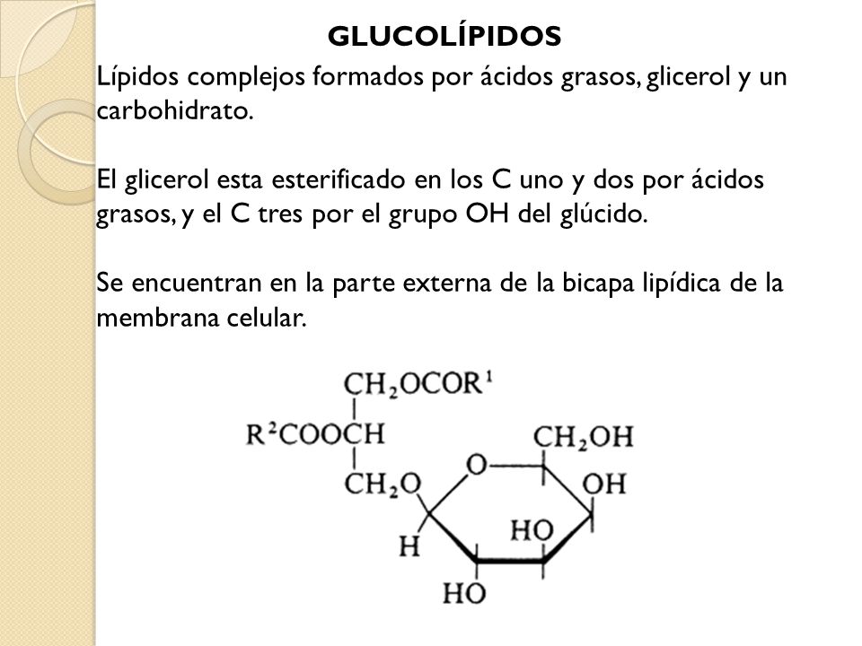GLUCOLÍPIDOS Lípidos complejos formados por ácidos grasos, glicerol y un carbohidrato.