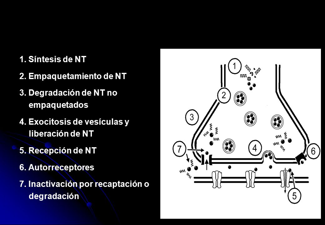 1. Síntesis de NT 2. Empaquetamiento de NT. 3. Degradación de NT no. empaquetados. 4. Exocitosis de vesículas y.