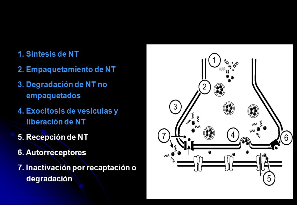 1. Síntesis de NT 2. Empaquetamiento de NT. 3. Degradación de NT no. empaquetados. 4. Exocitosis de vesículas y.