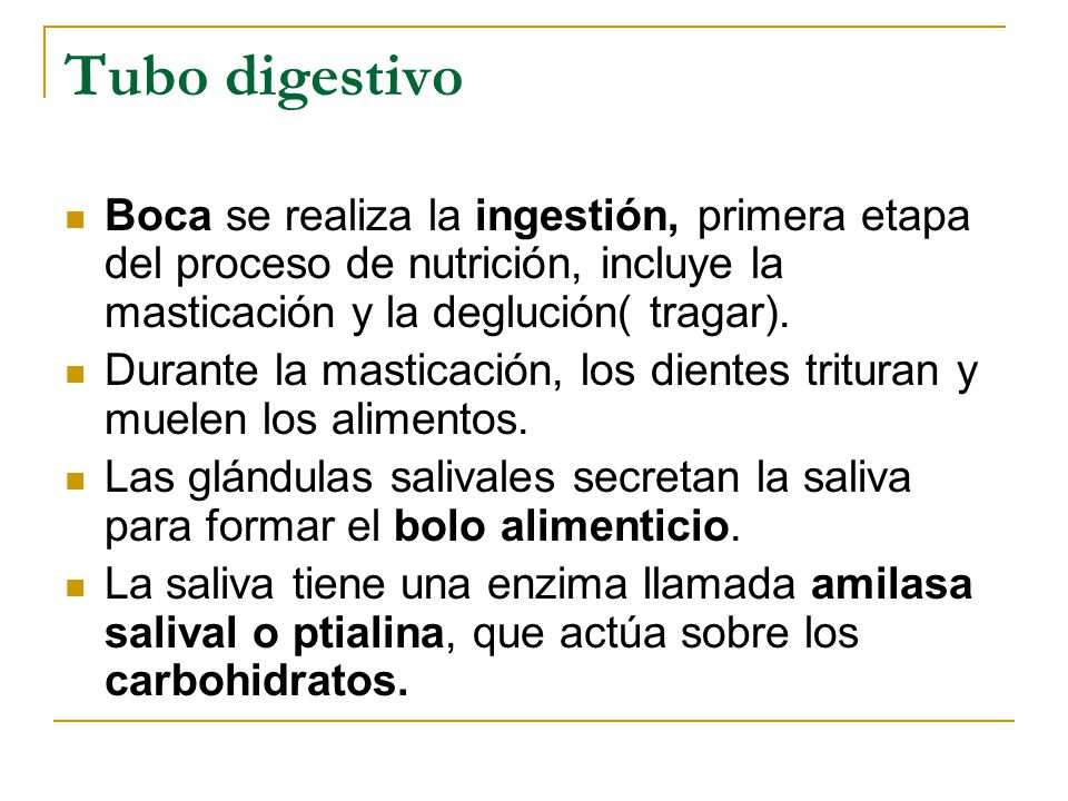 Tubo digestivo Boca se realiza la ingestión, primera etapa del proceso de nutrición, incluye la masticación y la deglución( tragar).