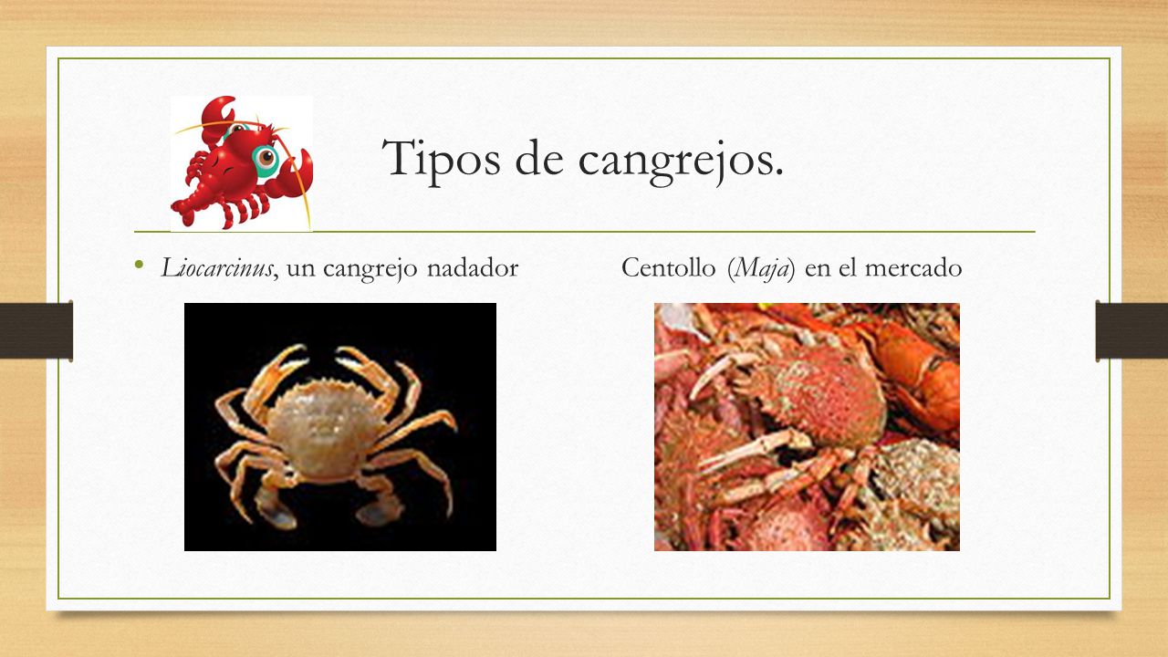 Tipos de cangrejos. Liocarcinus, un cangrejo nadador Centollo (Maja) en el mercado