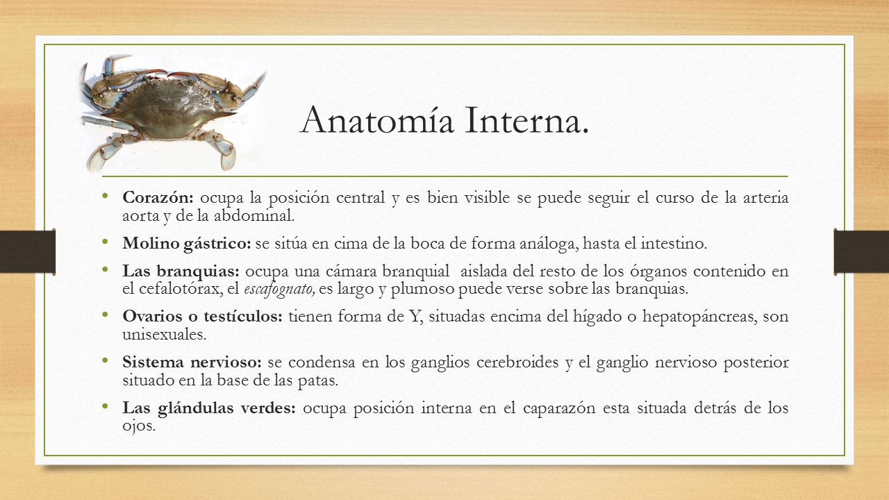 Anatomía Interna. Corazón: ocupa la posición central y es bien visible se puede seguir el curso de la arteria aorta y de la abdominal.