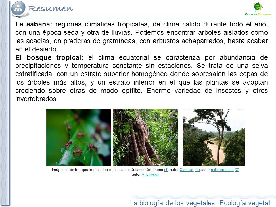 La sabana: regiones climáticas tropicales, de clima cálido durante todo el año, con una época seca y otra de lluvias. Podemos encontrar árboles aislados como las acacias, en praderas de gramíneas, con arbustos achaparrados, hasta acabar en el desierto.