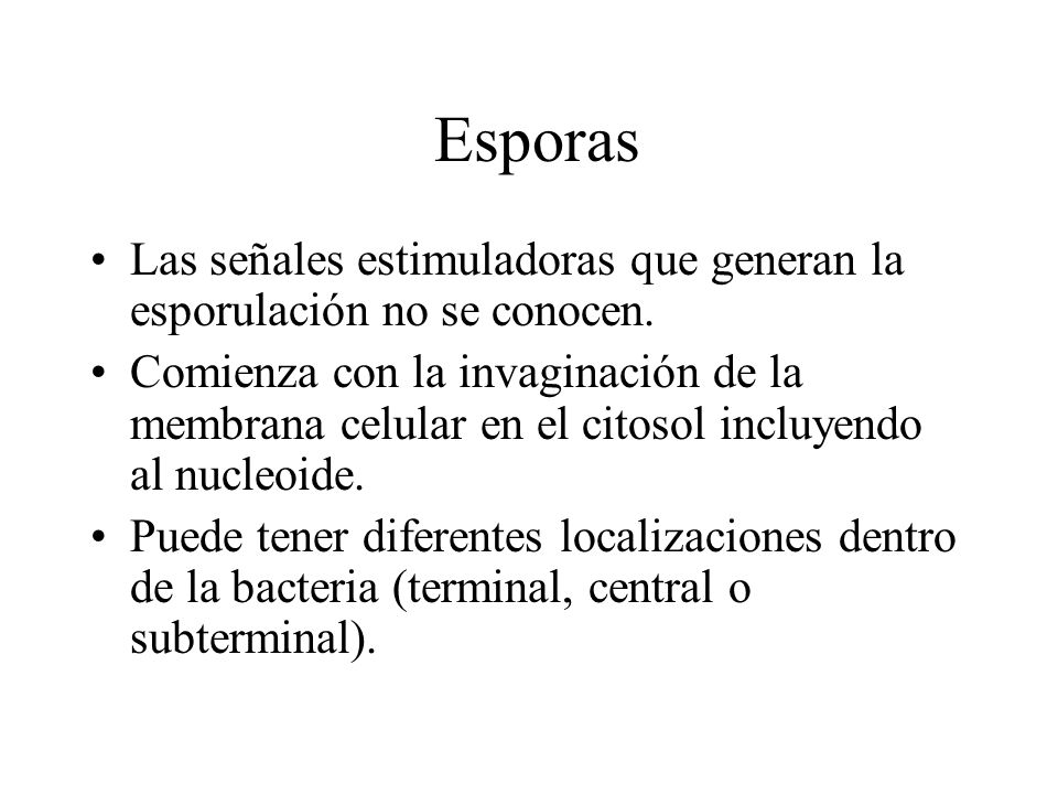 Esporas Las señales estimuladoras que generan la esporulación no se conocen.