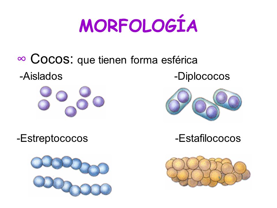 MORFOLOGÍA ∞ Cocos: que tienen forma esférica -Aislados -Diplococos