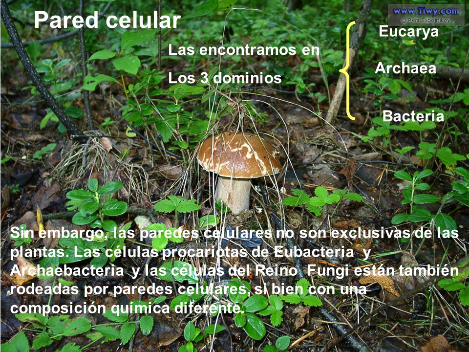 Pared celular Eucarya Las encontramos en Los 3 dominios Archaea