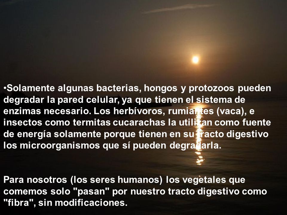 Solamente algunas bacterias, hongos y protozoos pueden degradar la pared celular, ya que tienen el sistema de enzimas necesario. Los herbívoros, rumiantes (vaca), e insectos como termitas cucarachas la utilizan como fuente de energía solamente porque tienen en su tracto digestivo los microorganismos que sí pueden degradarla.