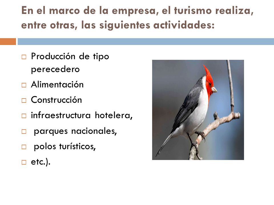 En el marco de la empresa, el turismo realiza, entre otras, las siguientes actividades: