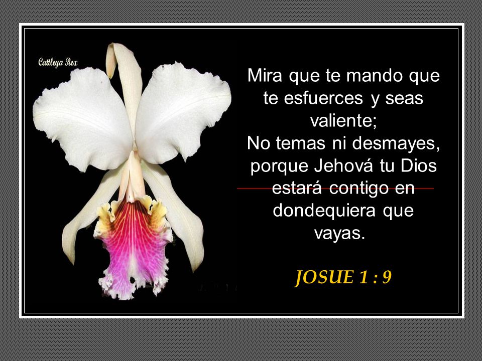 Mira que te mando que te esfuerces y seas valiente;