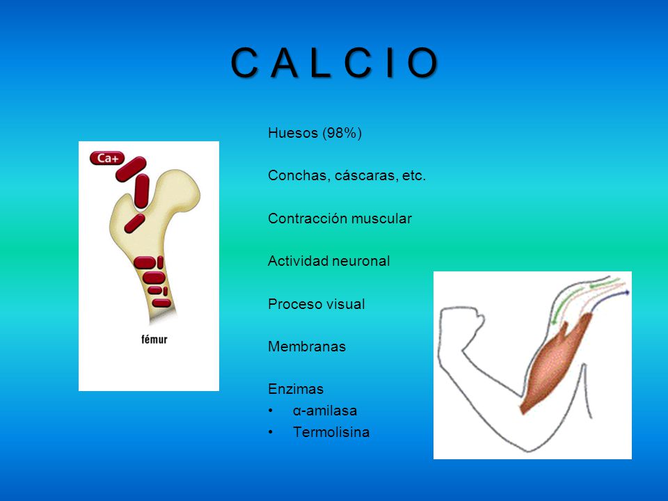 C A L C I O Huesos (98%) Conchas, cáscaras, etc. Contracción muscular