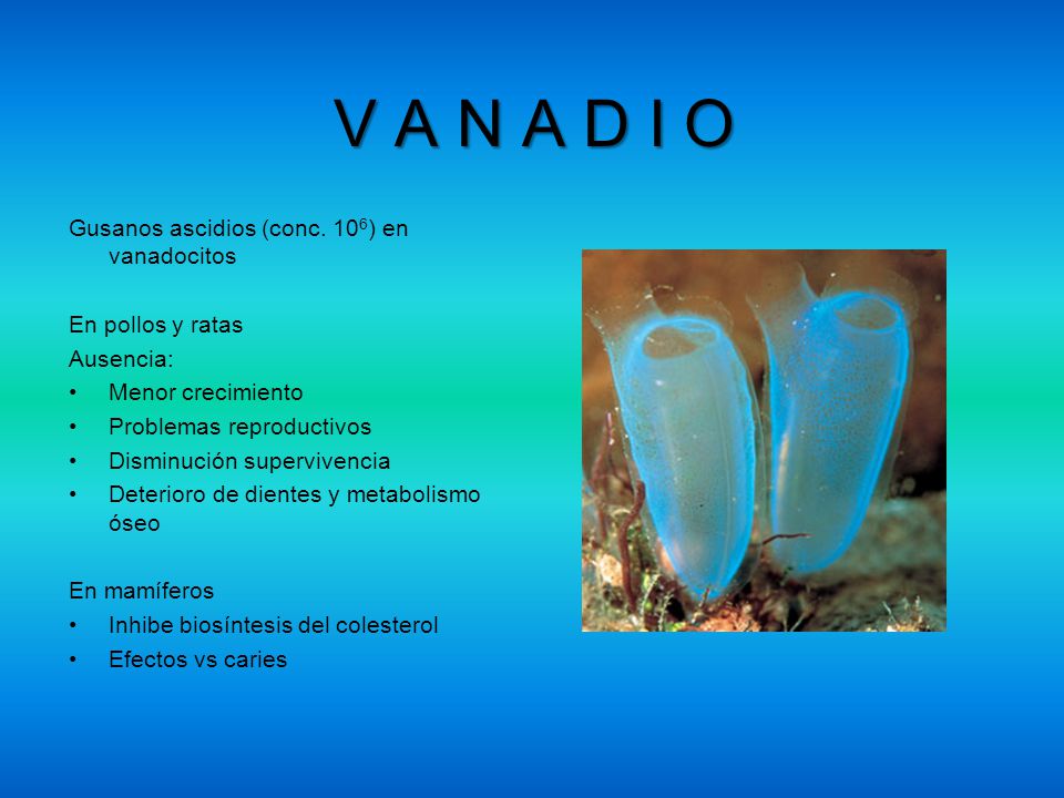 V A N A D I O Gusanos ascidios (conc. 106) en vanadocitos