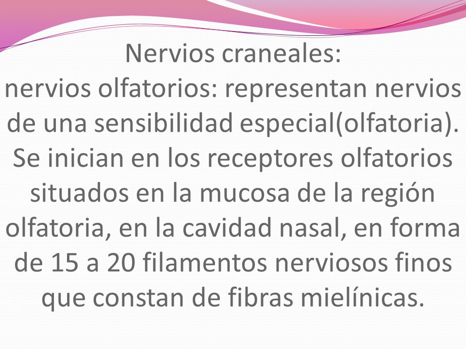 Nervios craneales: nervios olfatorios: representan nervios de una sensibilidad especial(olfatoria).