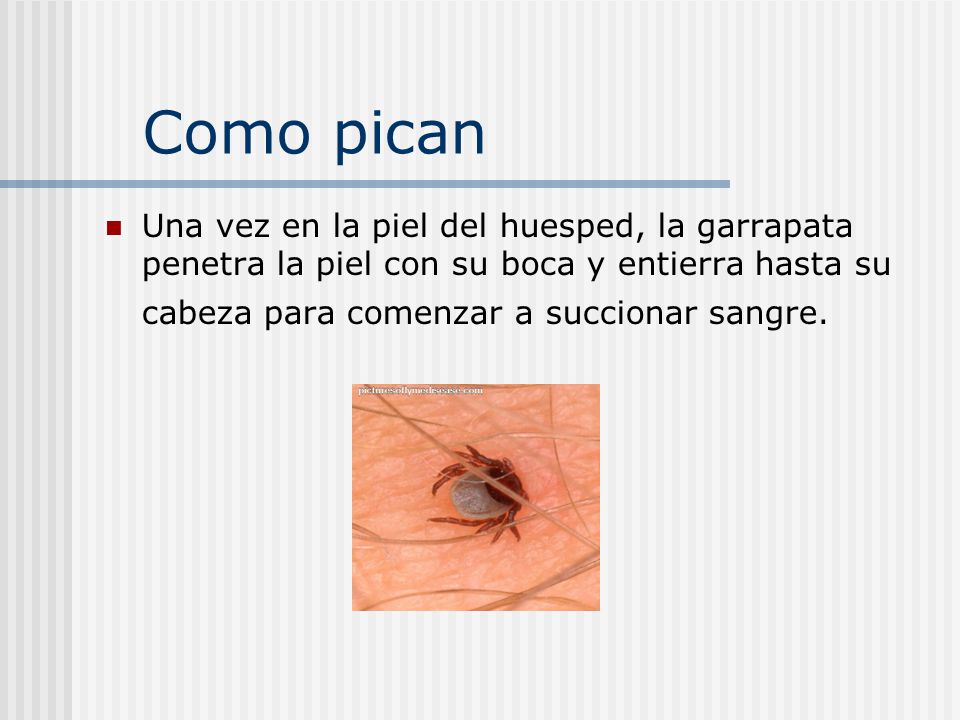 Como pican Una vez en la piel del huesped, la garrapata penetra la piel con su boca y entierra hasta su cabeza para comenzar a succionar sangre.