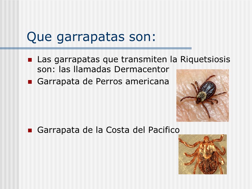 Que garrapatas son: Las garrapatas que transmiten la Riquetsiosis son: las llamadas Dermacentor. Garrapata de Perros americana.