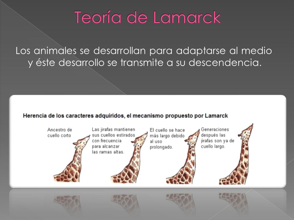Teoría de Lamarck Los animales se desarrollan para adaptarse al medio y éste desarrollo se transmite a su descendencia.