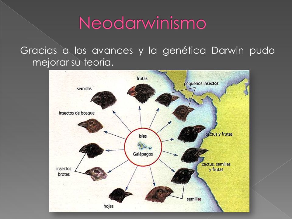 Neodarwinismo Gracias a los avances y la genética Darwin pudo mejorar su teoría.