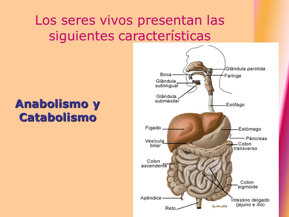 Anabolismo y Catabolismo