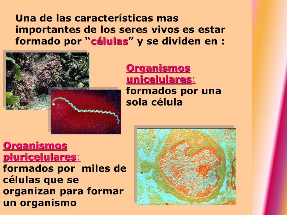 Una de las características mas importantes de los seres vivos es estar formado por células y se dividen en :